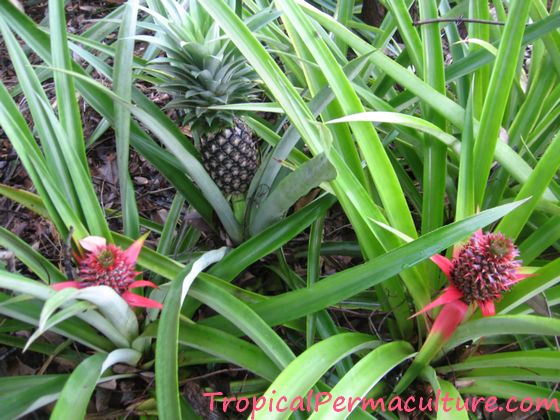 Pineapples growing in my garden.