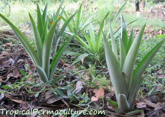 Growing Smooth Cayenne pineapples.