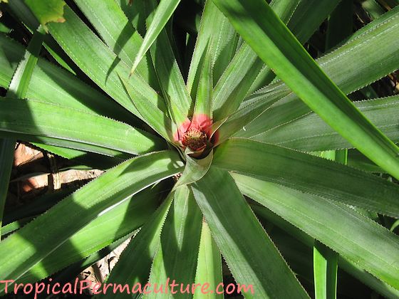 Mature pineapple plant