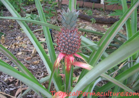 Выращивание ананасов (Ananas Comosus) в нашем климате — Берег Кубани