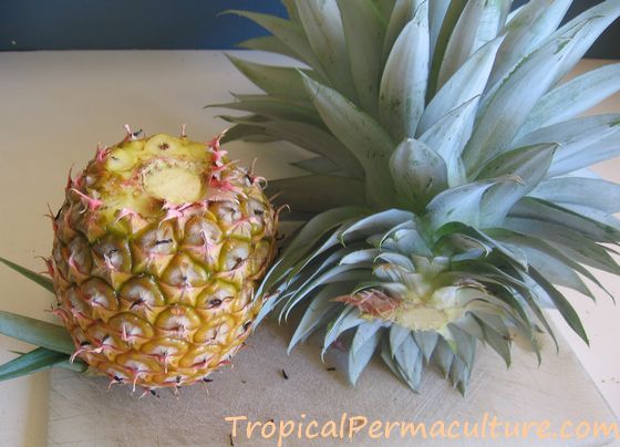 Cutting the top off a shop bought pineapple.