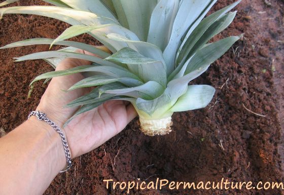 Planting a pineapple top.