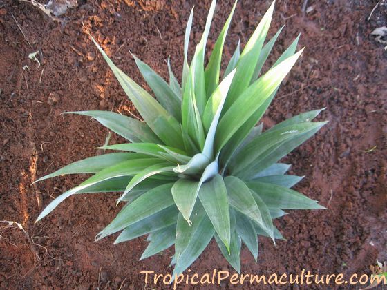 Pineapple top growing.