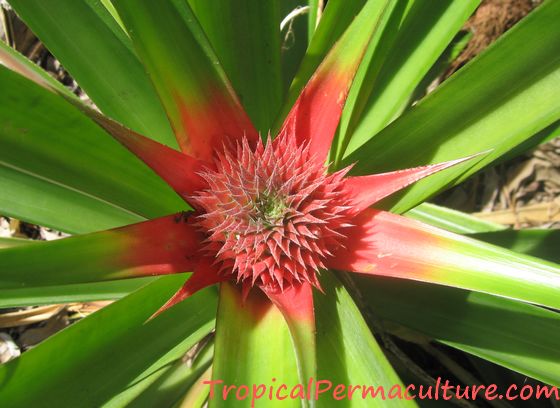Growing pineapples: spectacular flower.