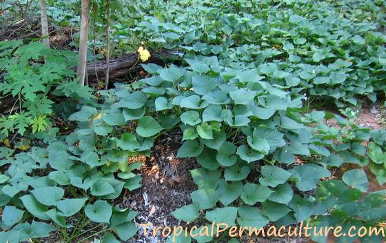 Growing sweet potatoes