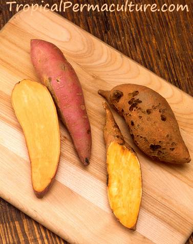 Sweet potatoes