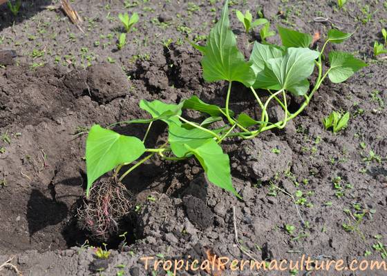 Growing a sweet potato cutting