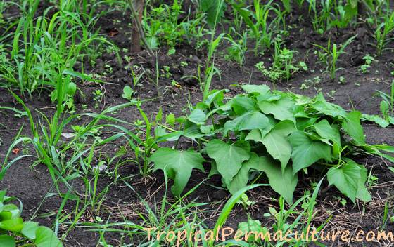 New sweet potato vine