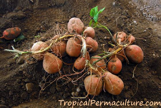 Sweet potato harvest