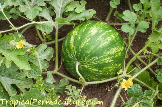 watermelon growing process