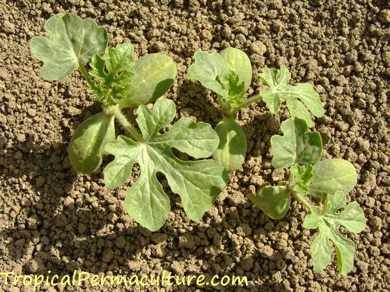 Watermelon seedlings.