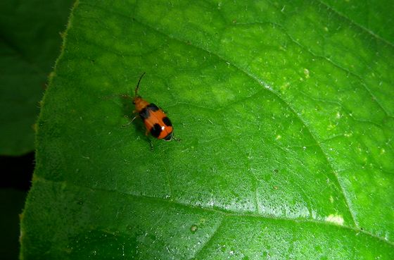 Pumpkin beetle.