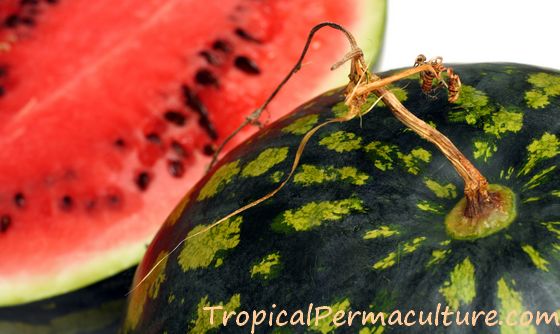 Ripe watermelon with dried up stem.