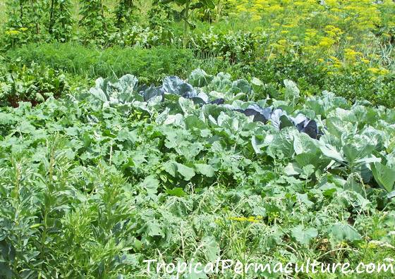 Nitrogen hungry vegetable garden