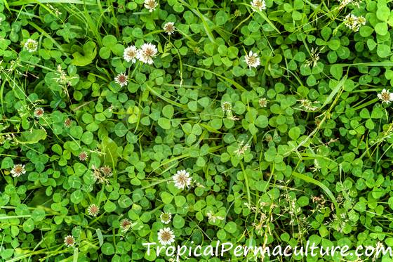 Clover, a nitrogen fixing plant.