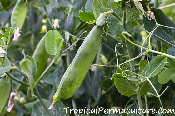 Beans on the plant