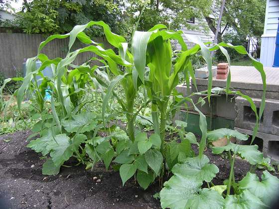 The "stacking" of corn, beans and squash, a famous permaculture "guild".
