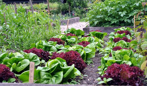 Colourful lettuce garden.