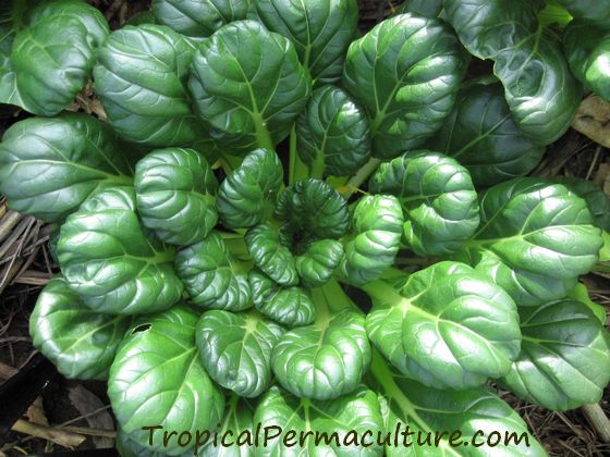 Tatsoi must be grown in permaculture zone 1!