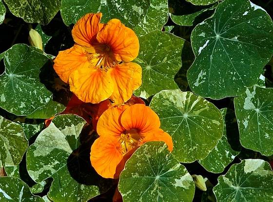 Nasturtium flowers and leaves.