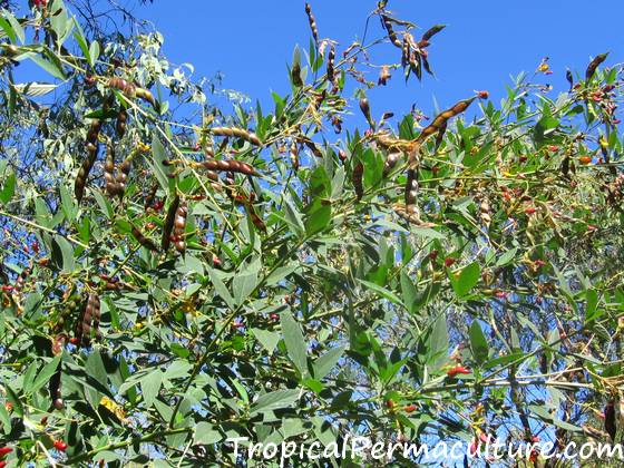 Pigeon Peas