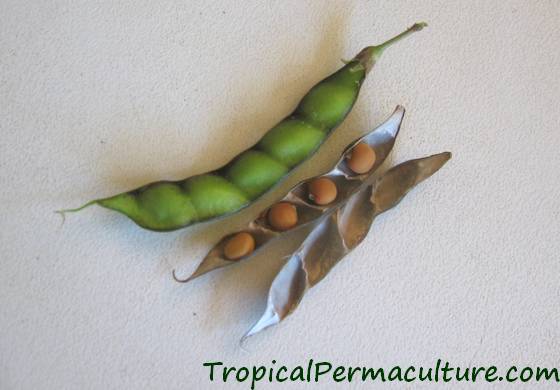 Green and dry pigeon pea seed pods