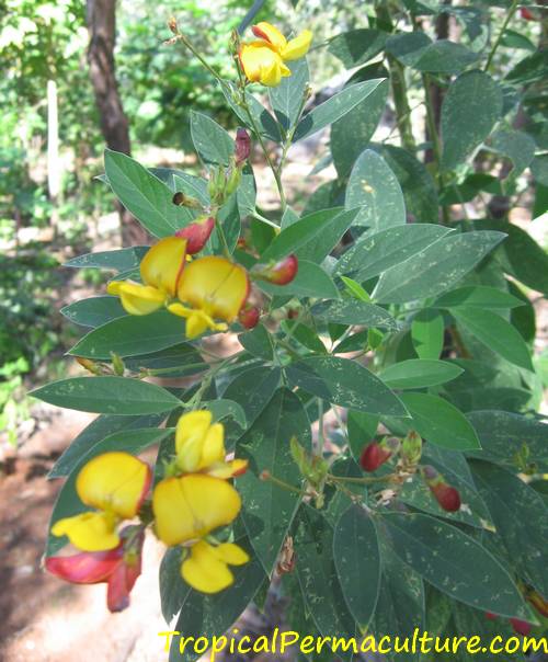 Pigeon pea flowers