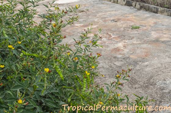 Hedge of pigeon peas