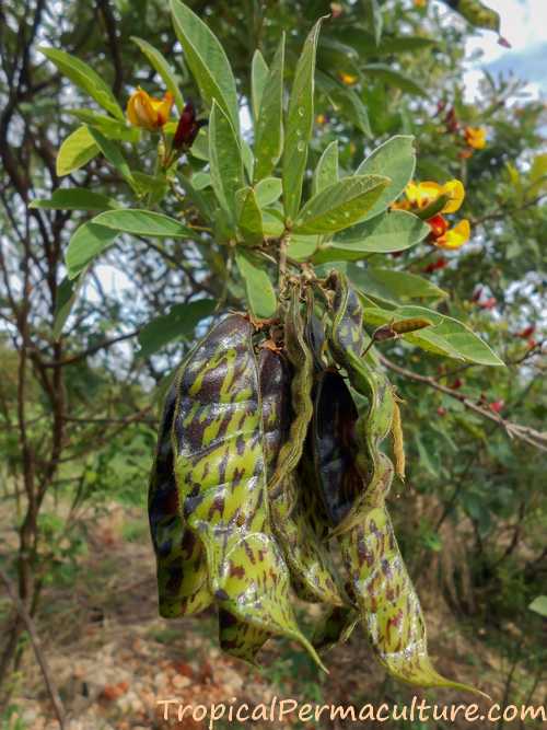 Cluster of pigeon pea seed pods