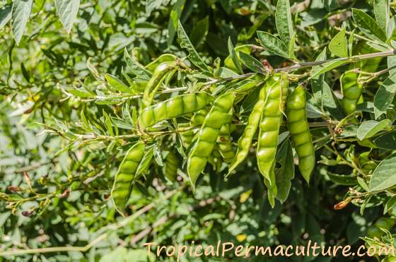 Pigeon pea bush growing fresh seed pods