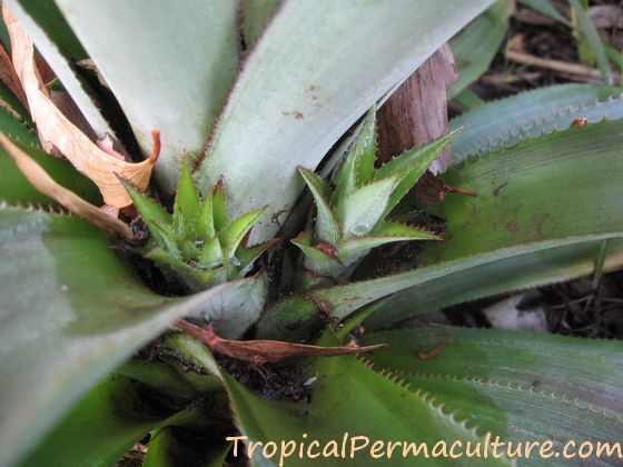 Young pineapple suckers growing
