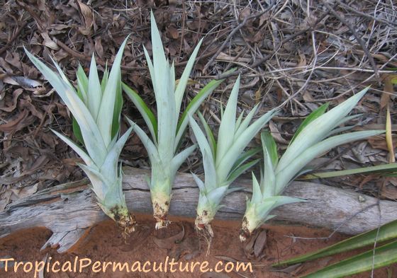 Pineapple suckers ready for planting.