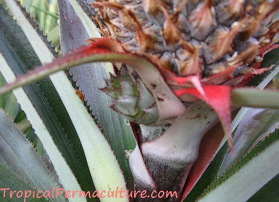 A slip at the base of a pineapple fruit.