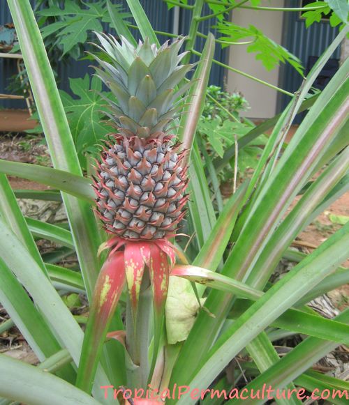 Pineapple growing on long stalk