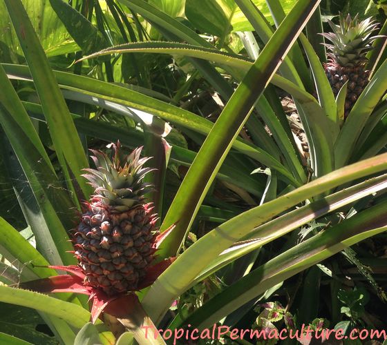 Pineapples growing in the garden.