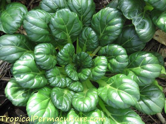 The tropical vegetable tatsoi.