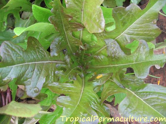 Oak leaf lettuce is better suited to the tropics.