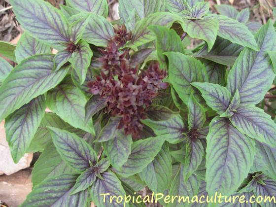 Thai basil goes well with your tropical vegetables.