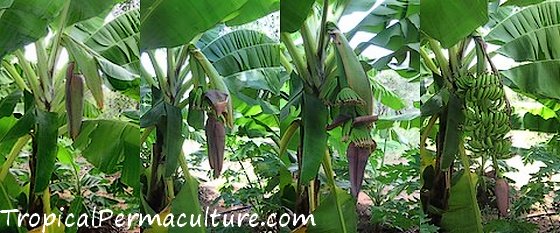 A growing banana flower.