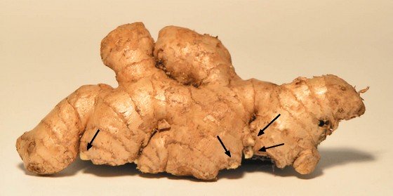 A ginger rhizome with buds, the growing points.