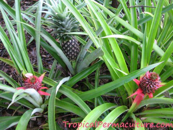 Growing Pineapples In A Permaculture Design