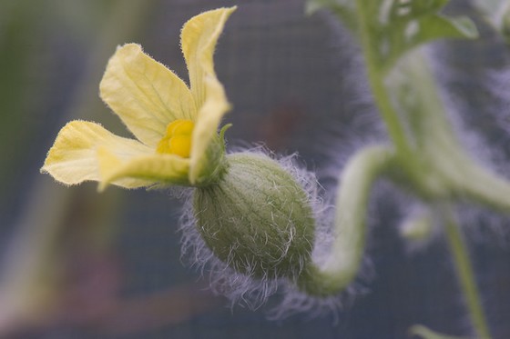 Female watermelon flower.