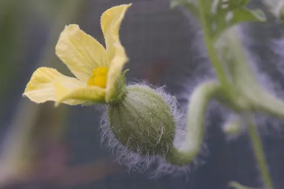 Female watermelon flower.