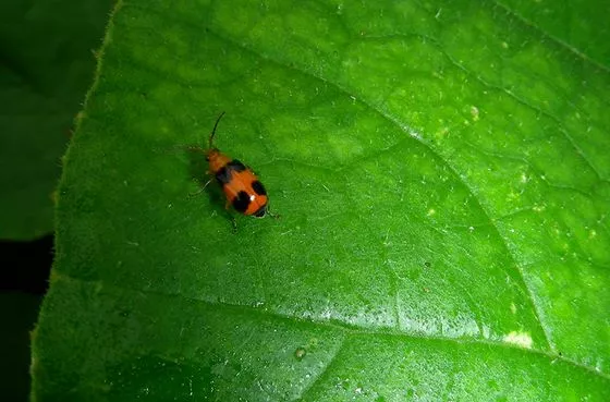 Pumpkin beetle.