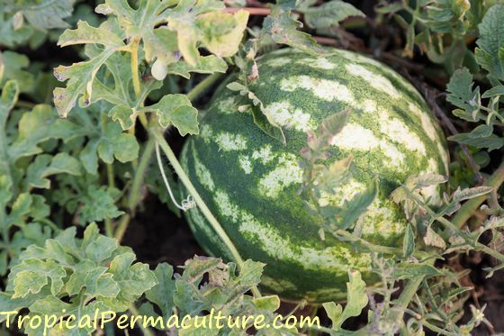 watermelon growing process