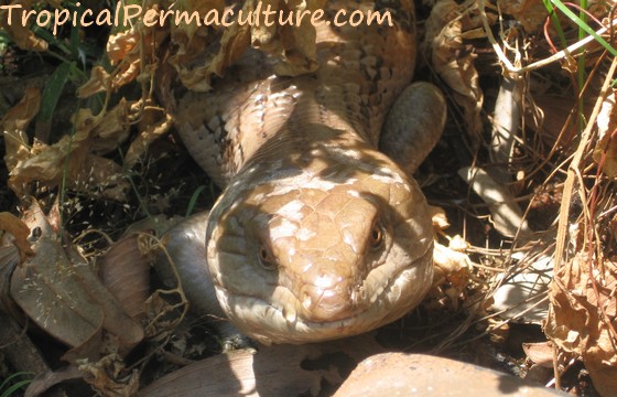 One of the many Blue Tongue Lizards that live in my permaculture garden.