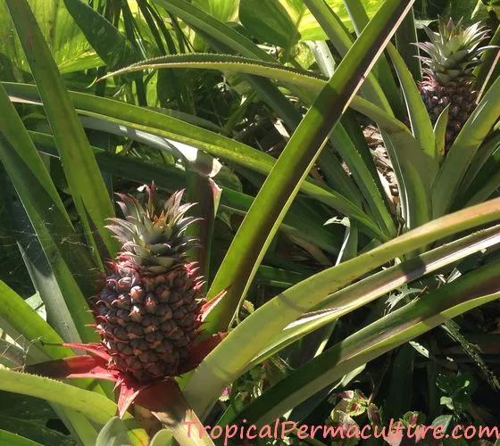 Pineapples growing in the garden.